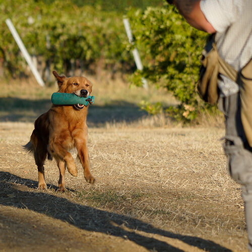 retrieving